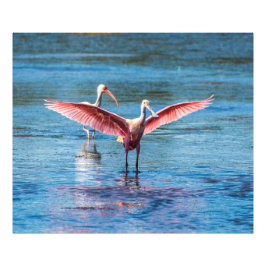 Roseate Spoonbill 48 x 40 Kodak Pro Photo Fototryck
