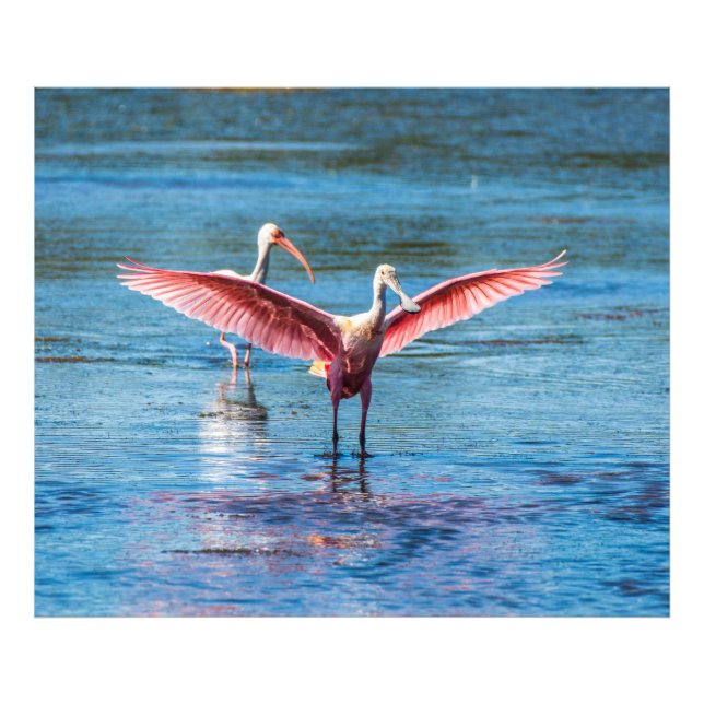 Roseate Spoonbill 48 x 40 Kodak Pro Photo Fototryck (Framsidan)
