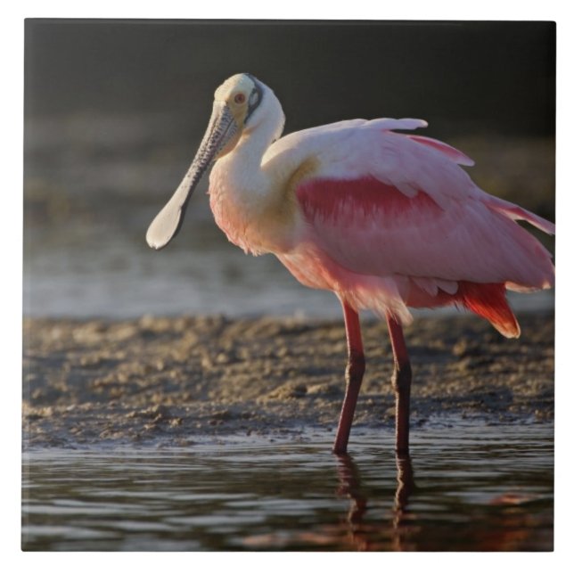 Roseate Spoonbill, Ajaia ajaja, Ding Darling Kakelplatta (Framsidan)
