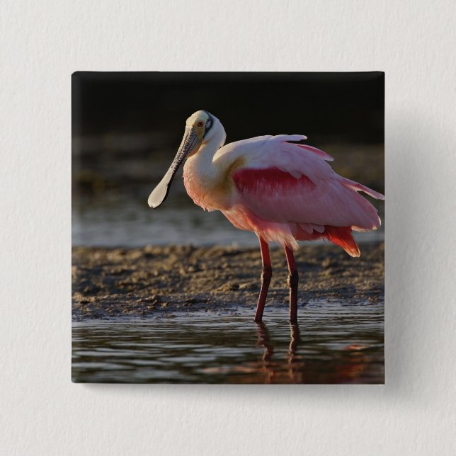 Roseate Spoonbill, Ajaia ajaja, Ding Darling Knapp (Framsida)