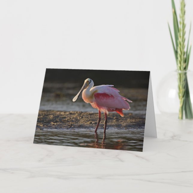 Roseate Spoonbill, Ajaia ajaja, Ding Darling Kort (Framsida)
