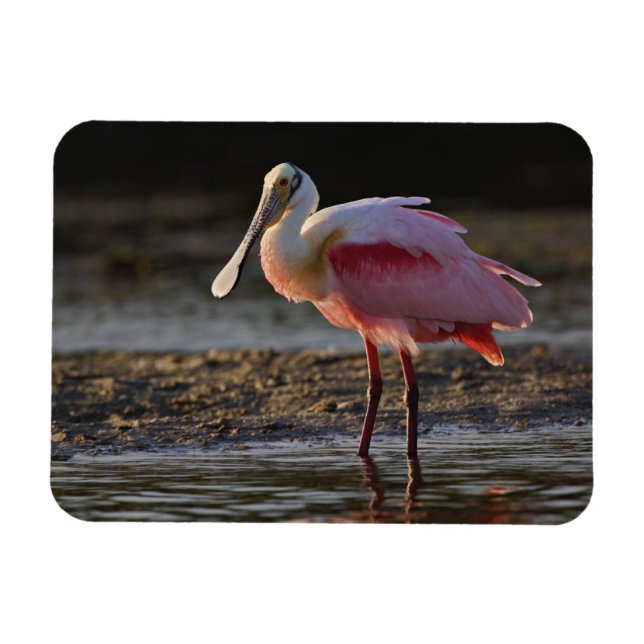 Roseate Spoonbill, Ajaia ajaja, Ding Darling Magnet (Horisontell)