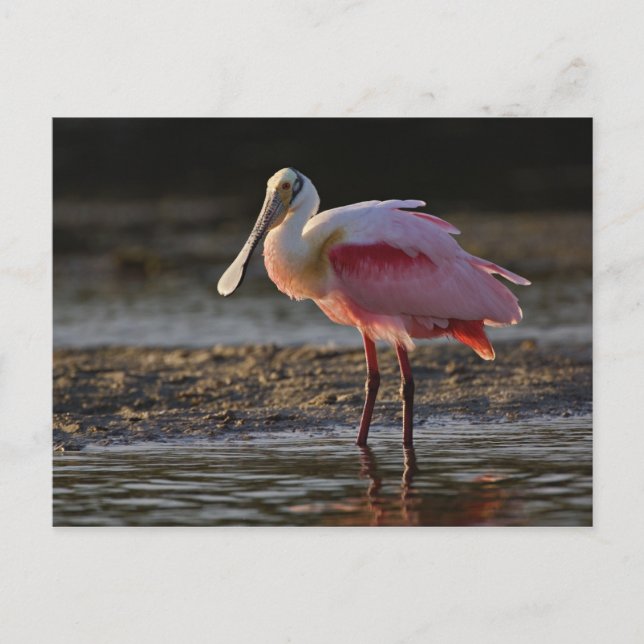 Roseate Spoonbill, Ajaia ajaja, Ding Darling Vykort (Framsida)