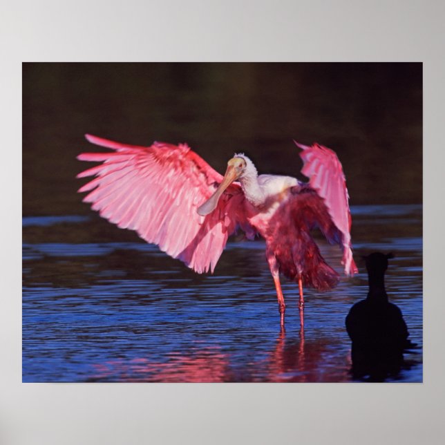 Roseate Spoonbill (Ajaia ajaja) med Cormorant Poster (Framsidan)