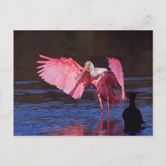 Roseate Spoonbill (Ajaiaajaja) med cormoranten Vykort (Framsida)
