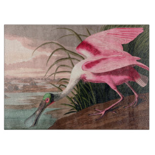 Roseate Spoonbill Audubon Bird Wildlife