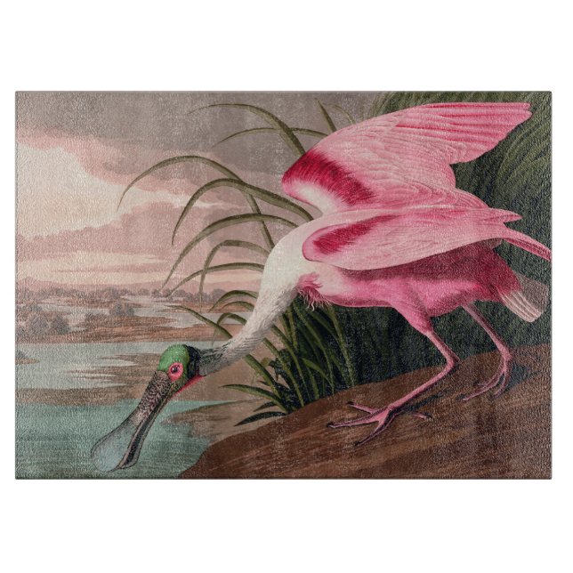 Roseate Spoonbill Audubon Bird Wildlife (Framsidan)