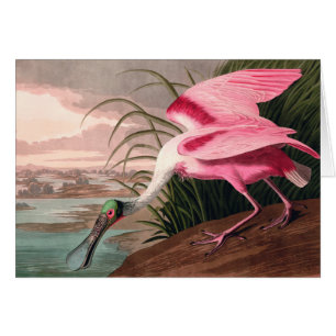 Roseate Spoonbill Audubon Bird Wildlife Hälsningskort