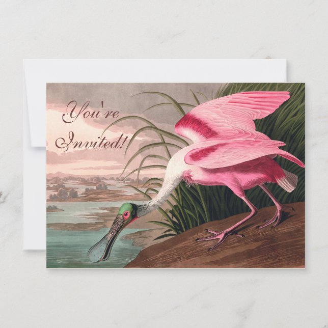 Roseate Spoonbill Audubon Bird Wildlife Inbjudningar (Framsida)