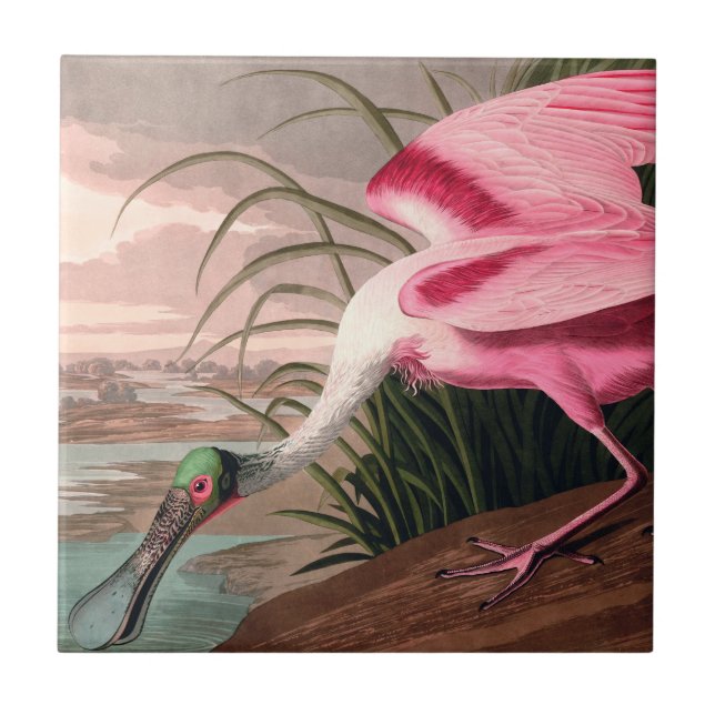 Roseate Spoonbill Audubon Bird Wildlife Kakelplatta (Framsidan)
