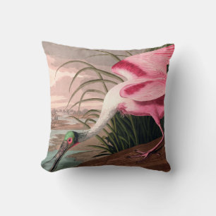 Roseate Spoonbill Audubon Bird Wildlife Kudde