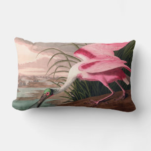 Roseate Spoonbill Audubon Bird Wildlife Lumbarkudde