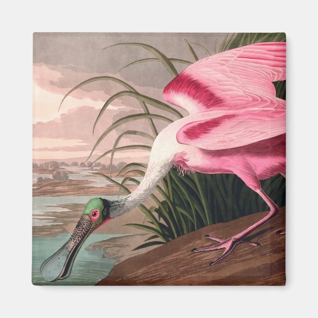Roseate Spoonbill Audubon Bird Wildlife Magnet (Framsidan)
