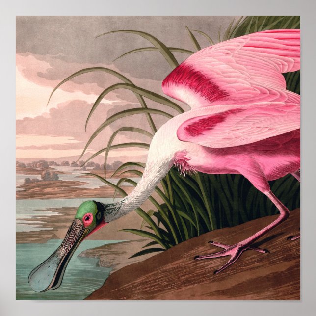 Roseate Spoonbill Audubon Bird Wildlife Poster (Framsidan)