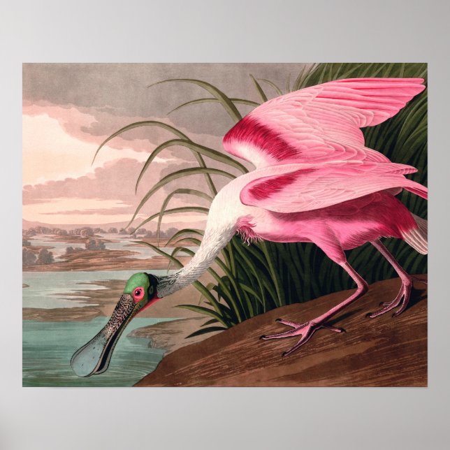 Roseate Spoonbill Audubon Bird Wildlife Poster (Framsidan)