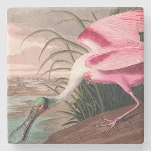 Roseate Spoonbill Audubon Bird Wildlife Underlägg Sten