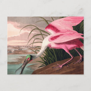 Roseate Spoonbill Audubon Bird Wildlife Vykort