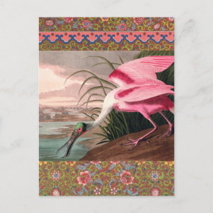 Roseate Spoonbill Audubon Bird Wildlife Vykort