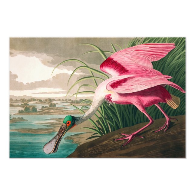 Roseate Spoonbill av John James Audubon Fototryck (Framsidan)