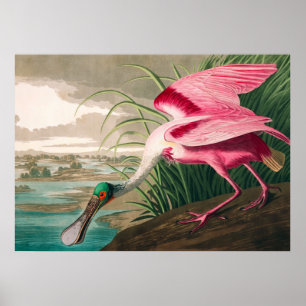 Roseate Spoonbill av John James Audubon Poster