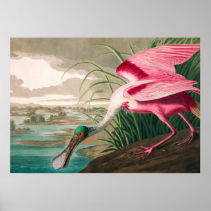 Roseate Spoonbill av John James Audubon Poster