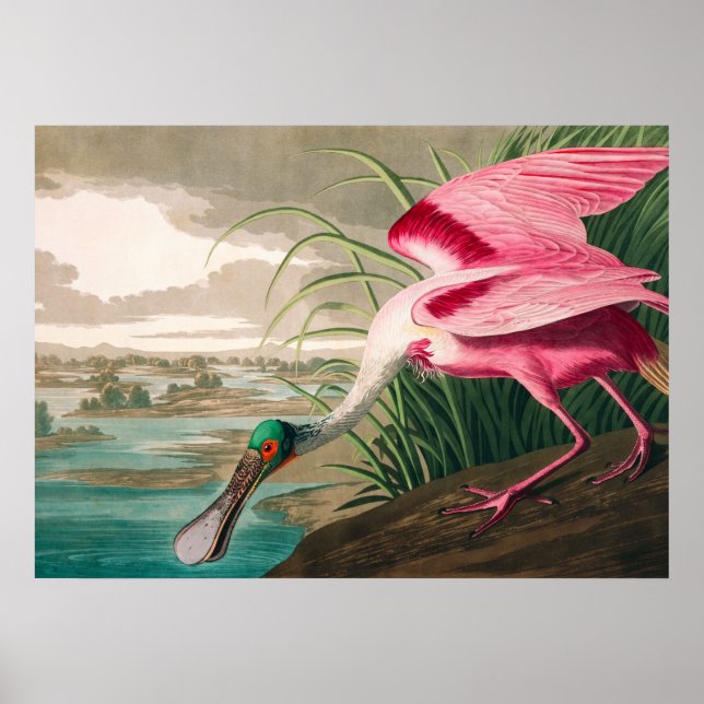 Roseate Spoonbill av John James Audubon Poster (Framsidan)