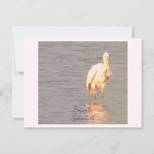 Roseate Spoonbill Bird Photo Postcard Vykort