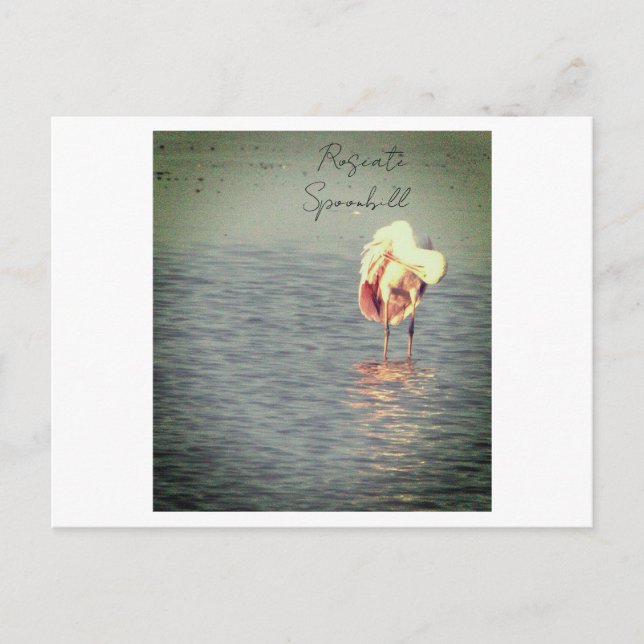 Roseate Spoonbill Bird Photo Postcard Vykort (Framsida)
