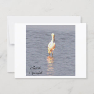Roseate Spoonbill Bird Photo Postcard Vykort