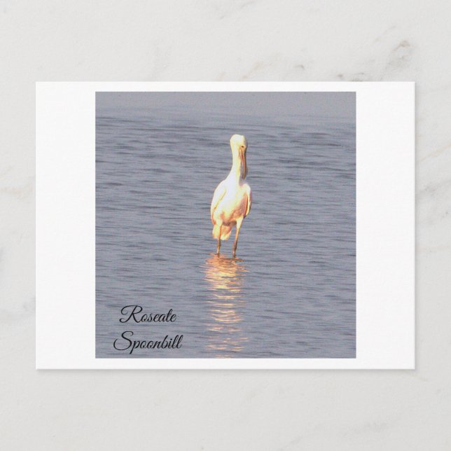 Roseate Spoonbill Bird Photo Postcard Vykort (Framsida)