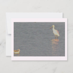 Roseate Spoonbill Bird Postcard Vykort