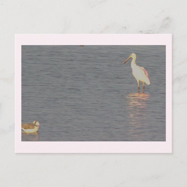 Roseate Spoonbill Bird Postcard Vykort (Framsida)