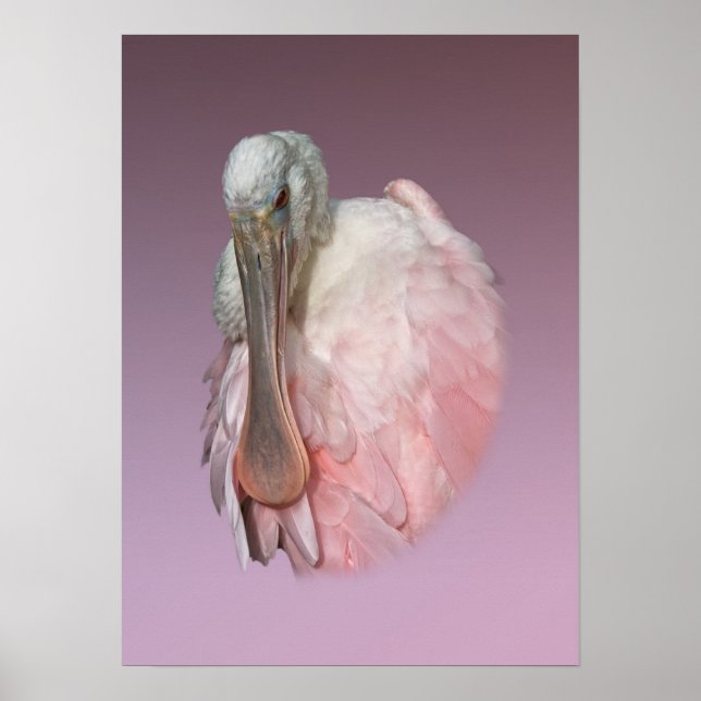 Roseate Spoonbill Bird Poster (Framsidan)