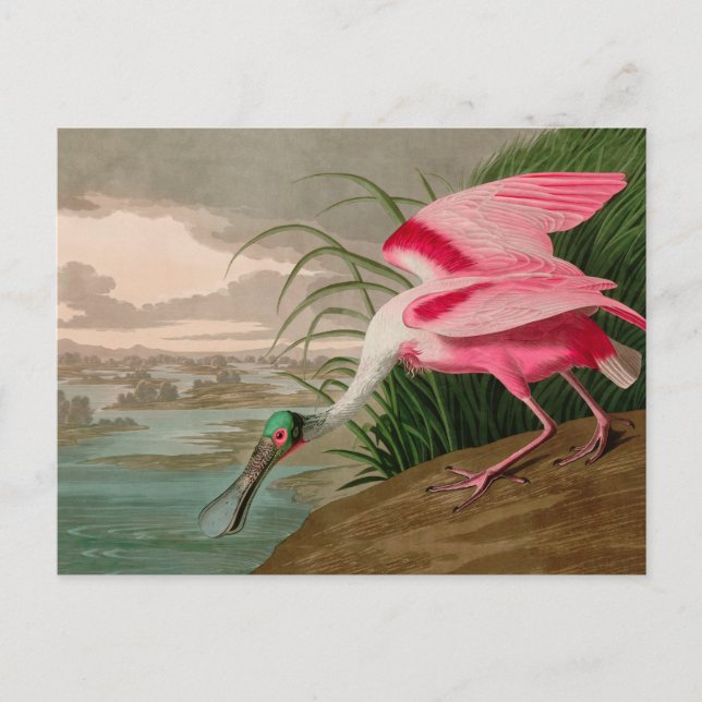 Roseate Spoonbill Birds of America Audubon Print Helg Vykort (Framsida)