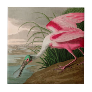 Roseate Spoonbill Birds of America Audubon Print Kakelplatta