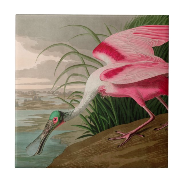 Roseate Spoonbill Birds of America Audubon Print Kakelplatta (Framsidan)