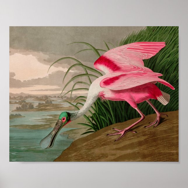Roseate Spoonbill Birds of America Audubon Print Poster (Framsidan)