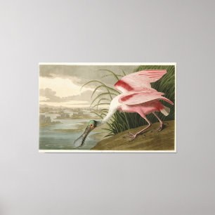 Roseate Spoonbill från Audubons Birds of America Canvastryck