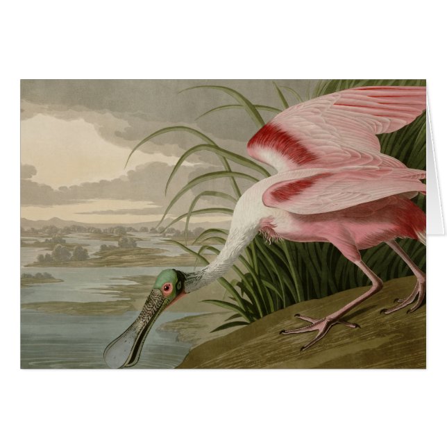 Roseate Spoonbill Hälsningskort (Framsidan Horizontal)
