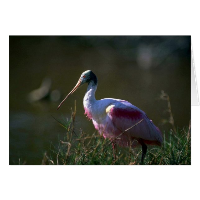Roseate Spoonbill Hälsningskort (Framsidan Horizontal)