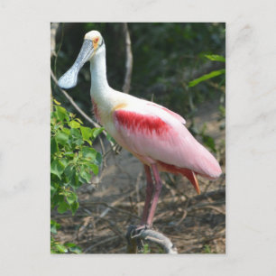 Roseate Spoonbill High Island Texas Vykort