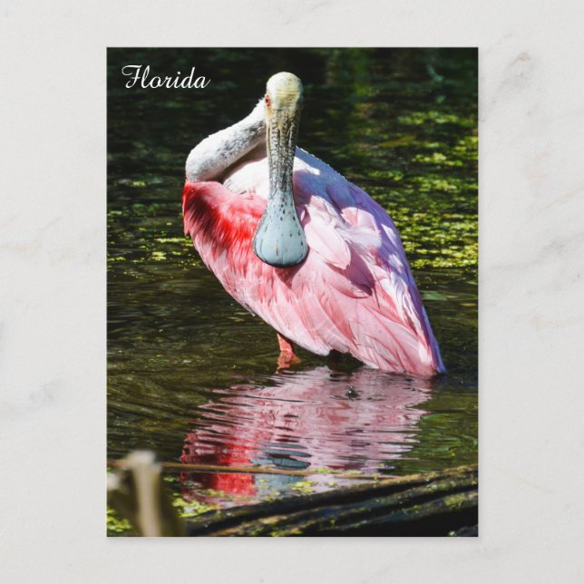 Roseate Spoonbill i Florida Vykort (Framsida)