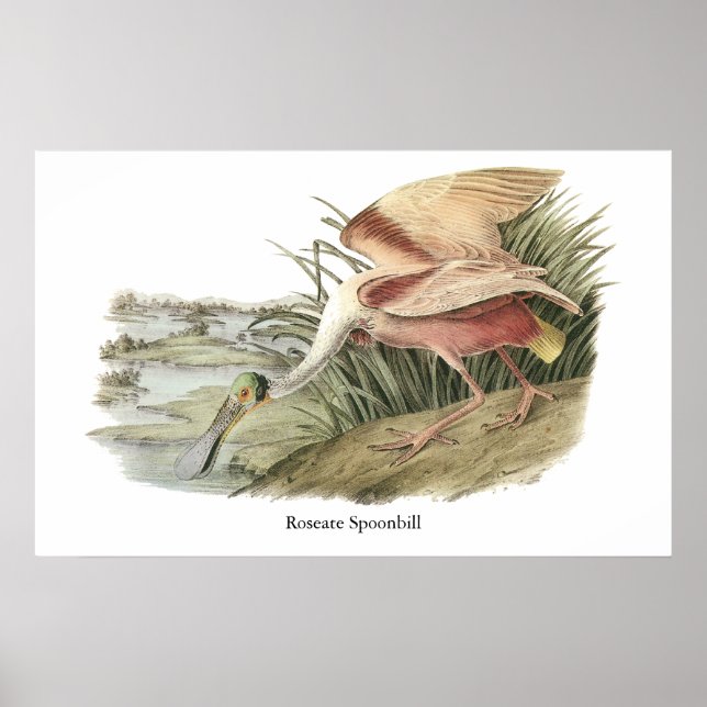 Roseate Spoonbill, John Audubon Poster (Framsidan)