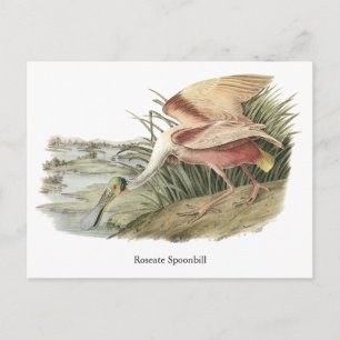 Roseate Spoonbill, John Audubon Vykort