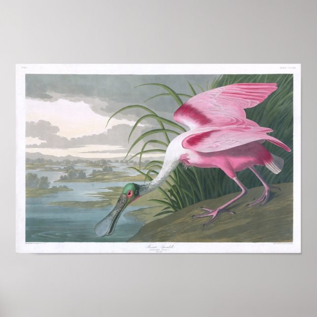 Roseate Spoonbill, John James Audubon Fine Art Poster (Framsidan)