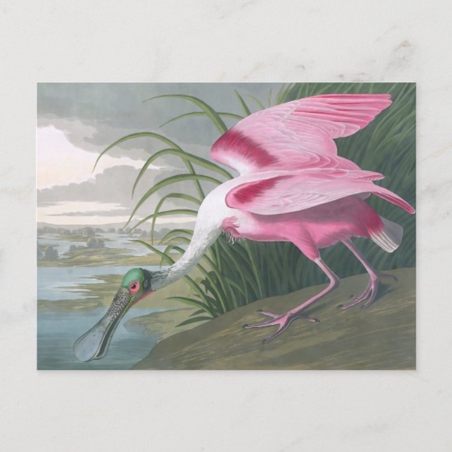 Roseate Spoonbill, John James Audubon Fine Art Vykort (Framsida)