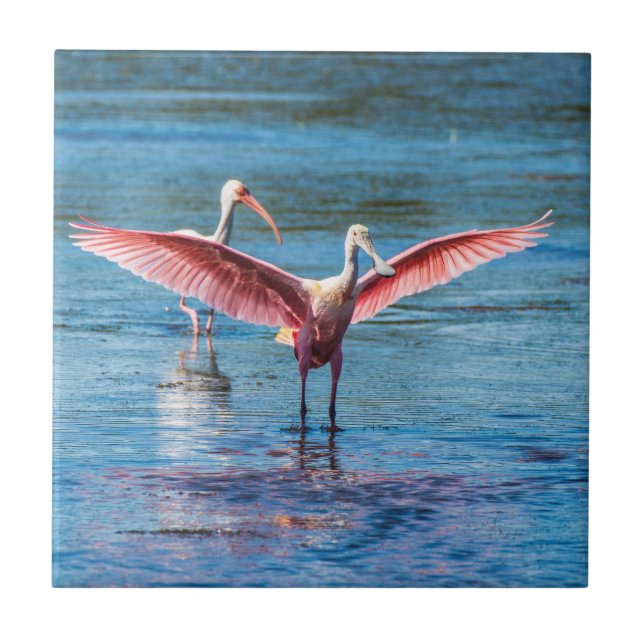 Roseate Spoonbill liten 4,25" x 4,25" fotoet Kakelplatta (Framsidan)
