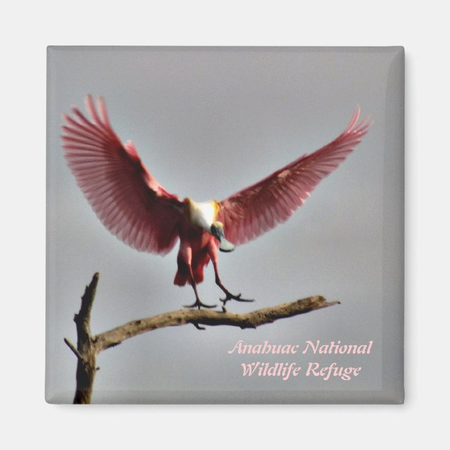 Roseate Spoonbill Magnet (Framsidan)