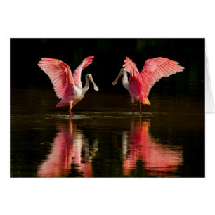 Roseate Spoonbill Mating Dance Hälsningskort