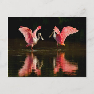 Roseate Spoonbill Mating Dance Vykort